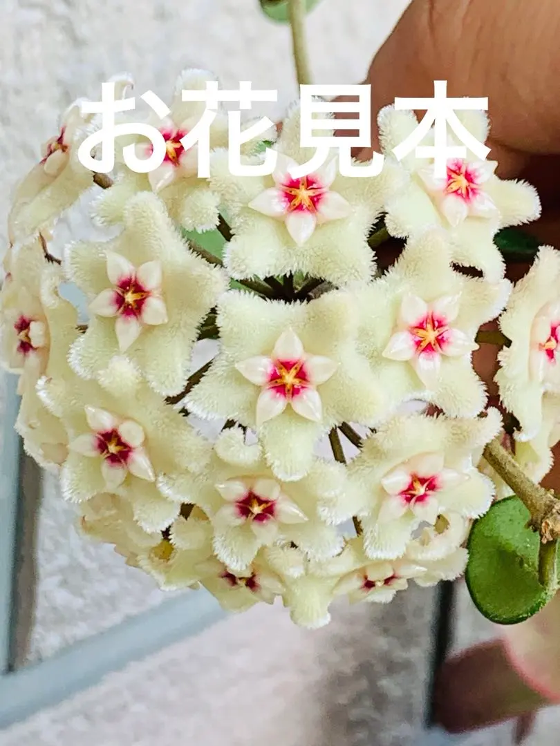 2026年最新】ホヤ マチルダの人気アイテム - メルカリ