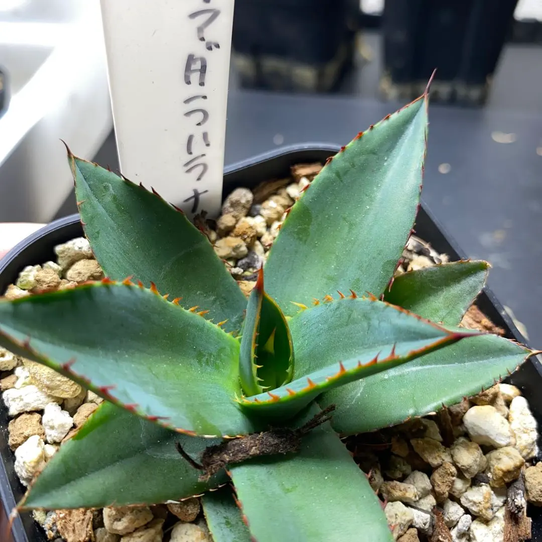 2026年最新】アガベ笹の雪 ハイブリッドの人気アイテム - メルカリ