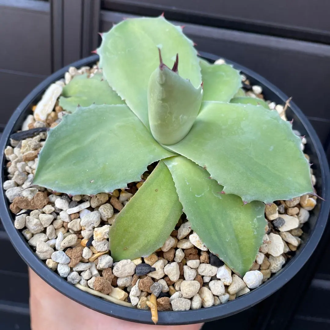 2026年最新】オバティフォリア 斑の人気アイテム - メルカリ