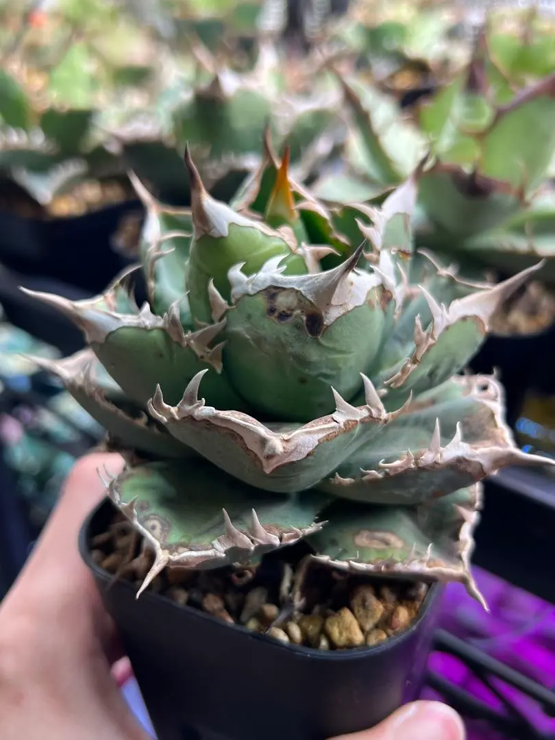 2026年最新】シエラミクスティカの人気アイテム - メルカリ