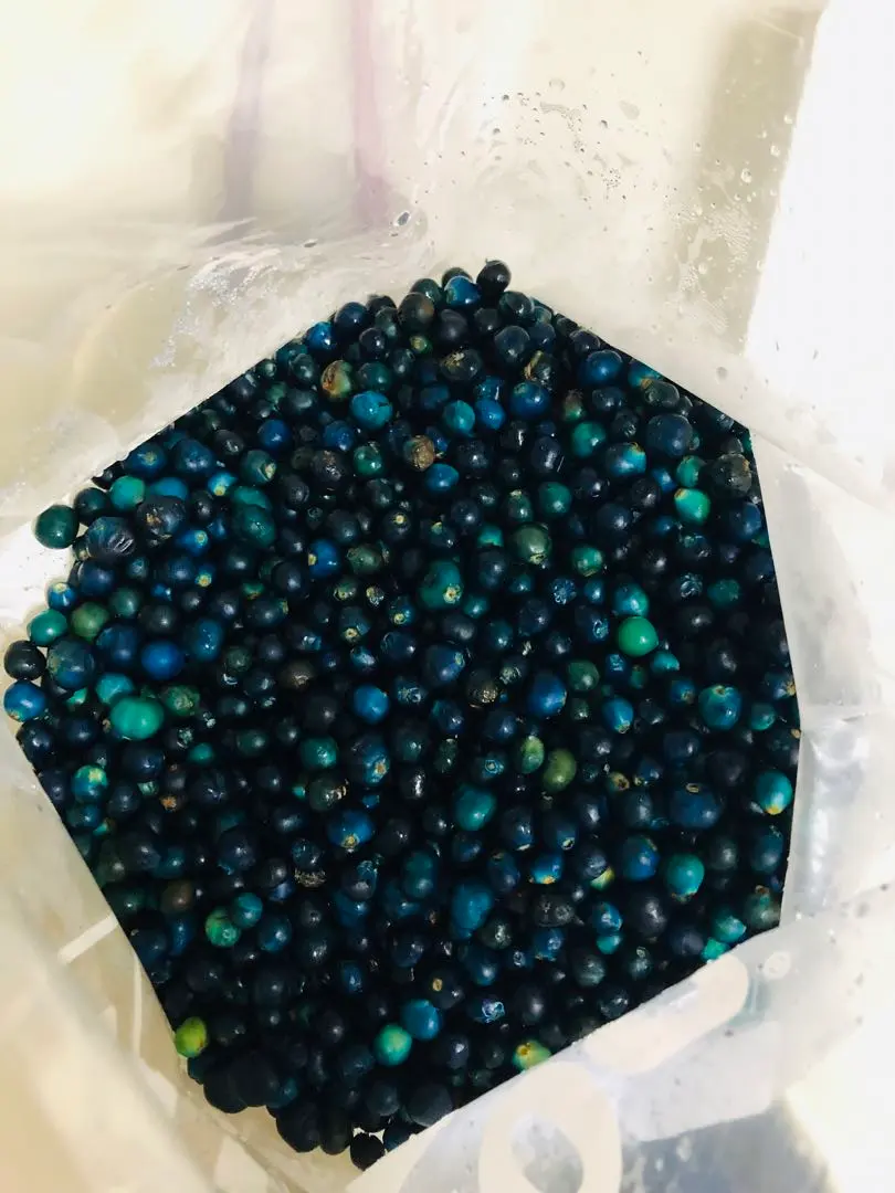 2026年最新】クサギ の実の人気アイテム - メルカリ