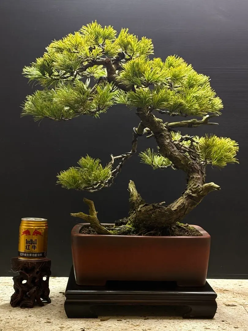 2026年最新】真柏 山採りの人気アイテム - メルカリ