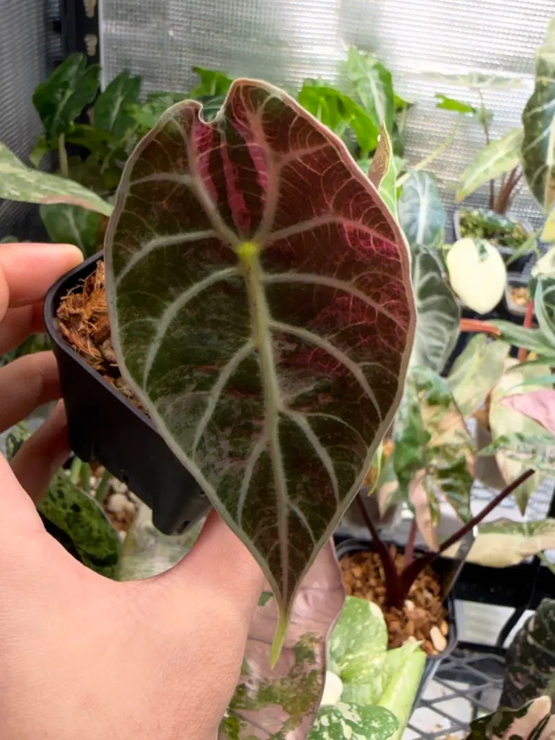 2026年最新】アロカシア ワトソニアの人気アイテム - メルカリ