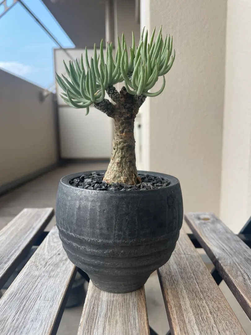 m72929375706_1.jpg?1767573131