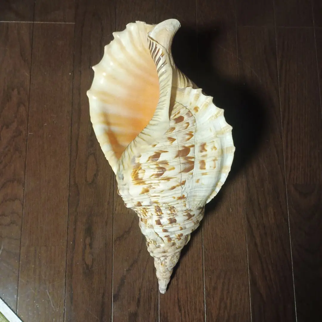 2026年最新】沖縄の法螺貝 ほら貝の人気アイテム - メルカリ