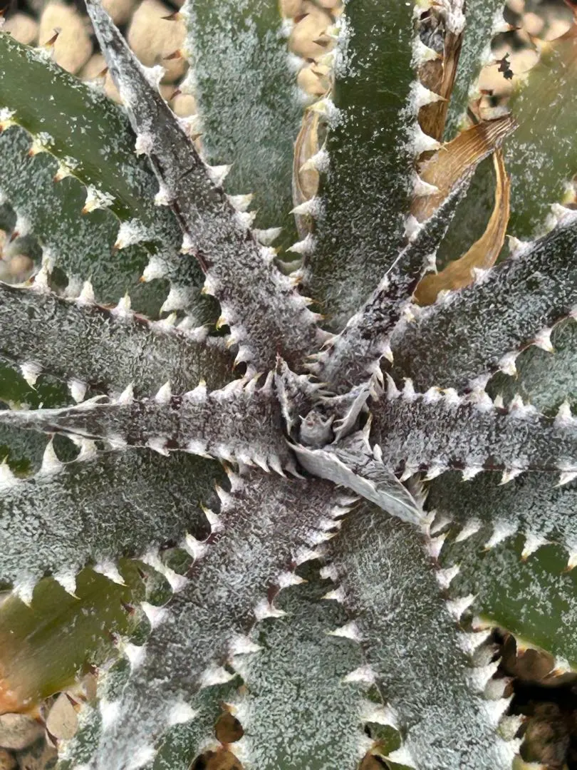 2026年最新】Dyckia arizonaの人気アイテム - メルカリ