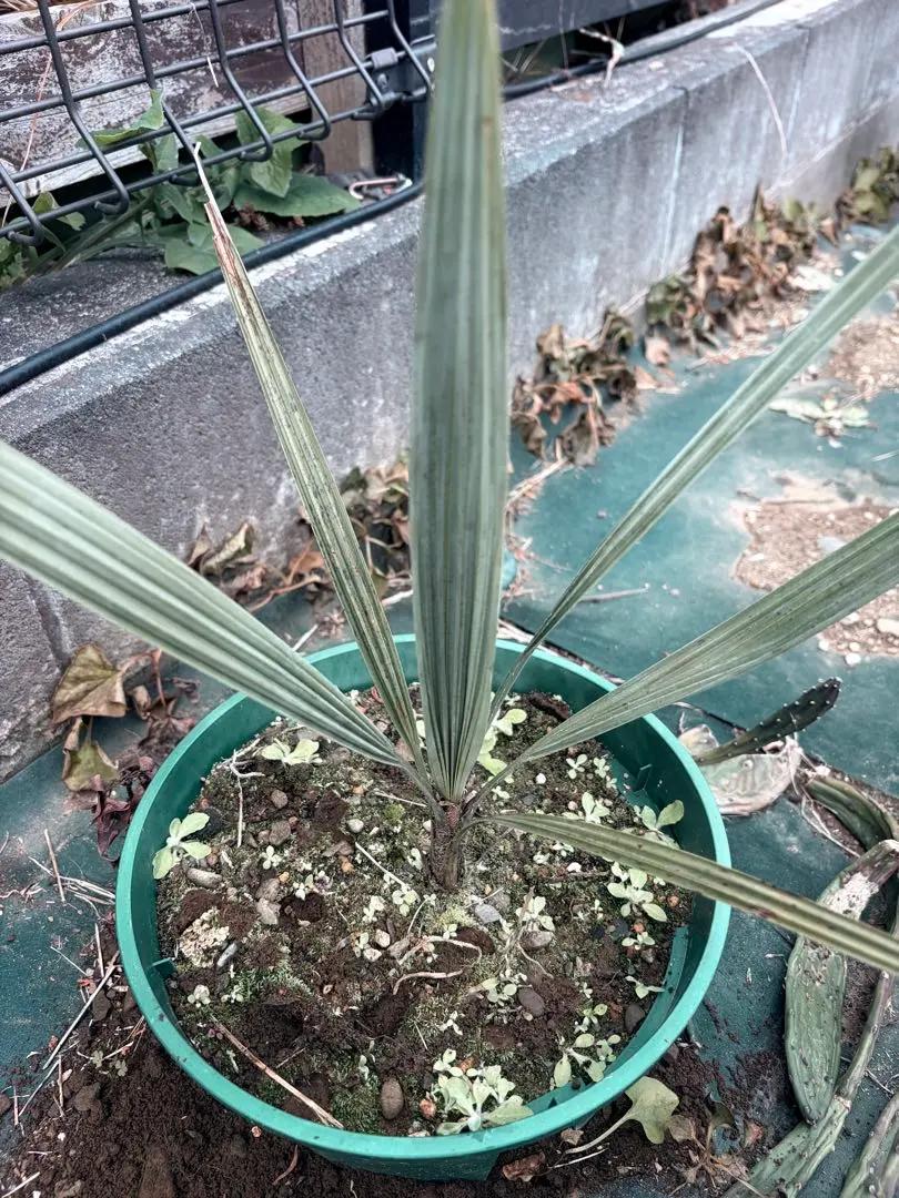 2026年最新】ブラヘア アルマータの人気アイテム - メルカリ