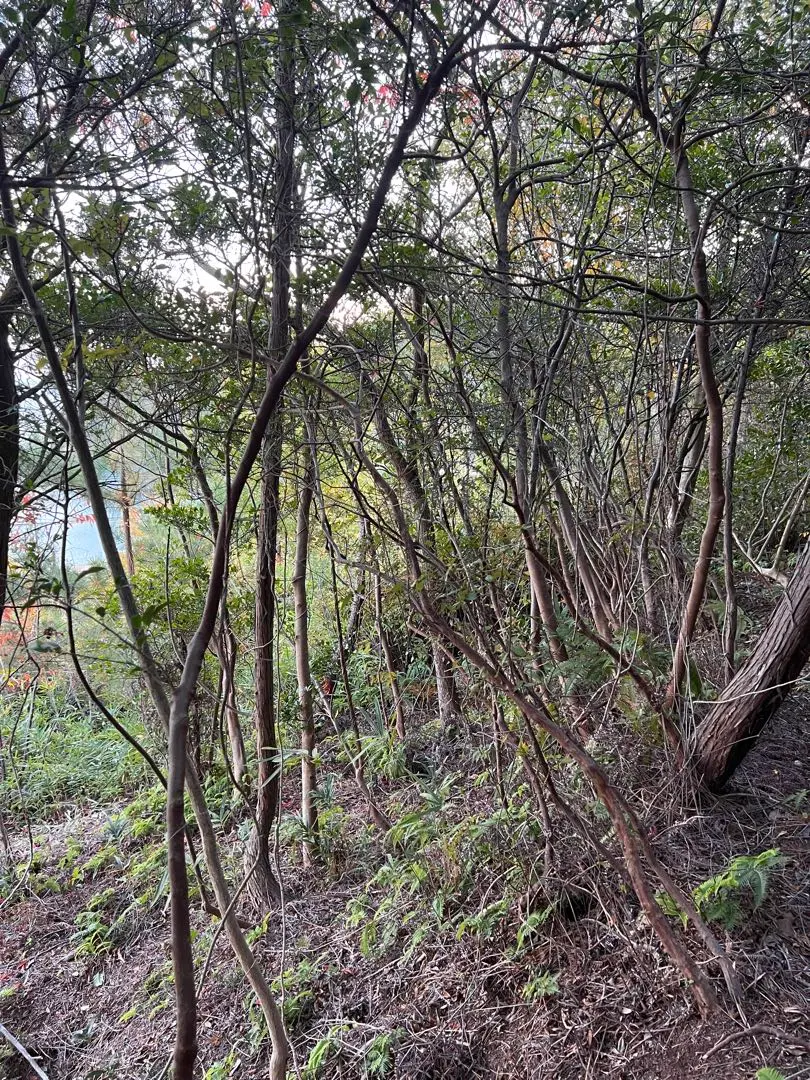 2026年最新】山採り ミツバツツジの人気アイテム - メルカリ