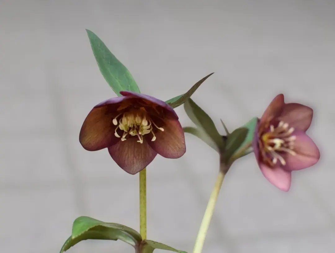 2026年最新】クリスマスローズリトルビーストの人気アイテム - メルカリ