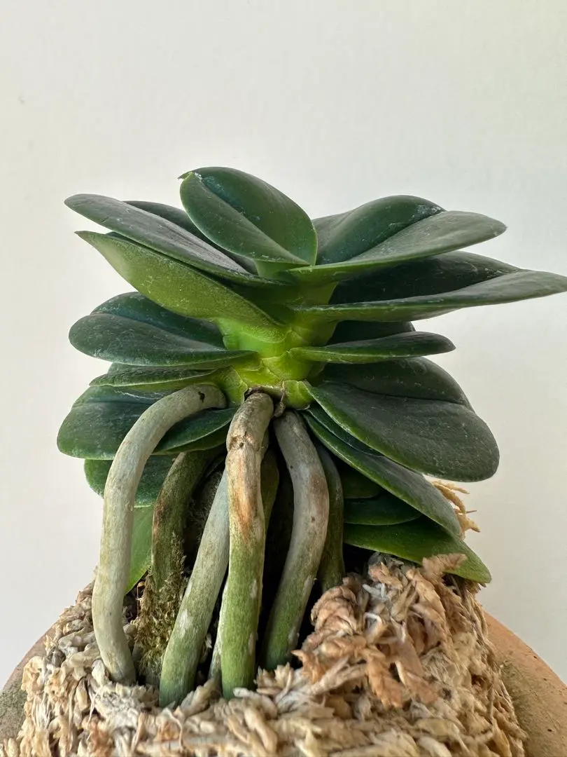 2026年最新】名護蘭 明丸の人気アイテム - メルカリ