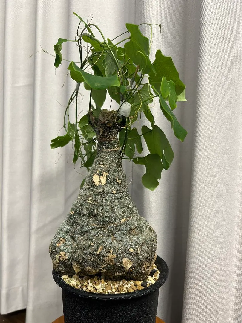 2026年最新】アデニア ペチュエリーの人気アイテム - メルカリ