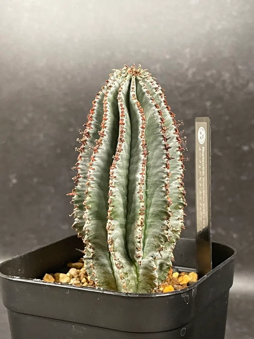 2026年最新】ユーフォルビア ポリゴナの人気アイテム - メルカリ