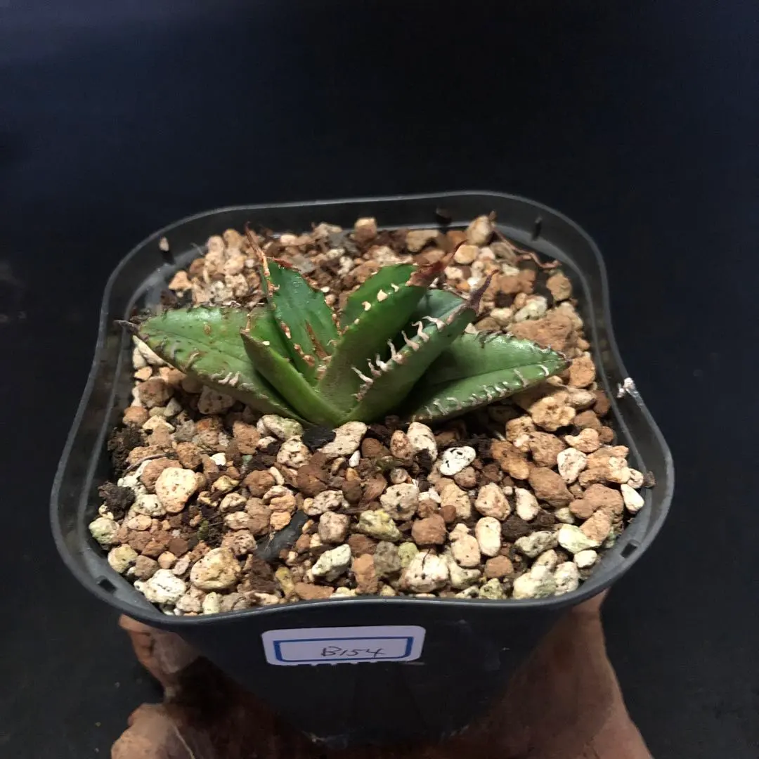 2026年最新】アガベチタノタ白幽霊の人気アイテム - メルカリ