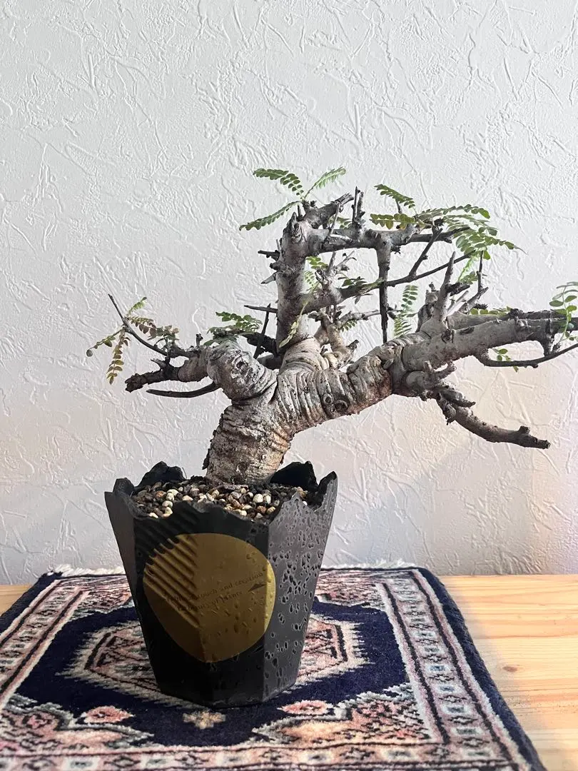 2026年最新】ボスウェリア ネグレクタの人気アイテム - メルカリ