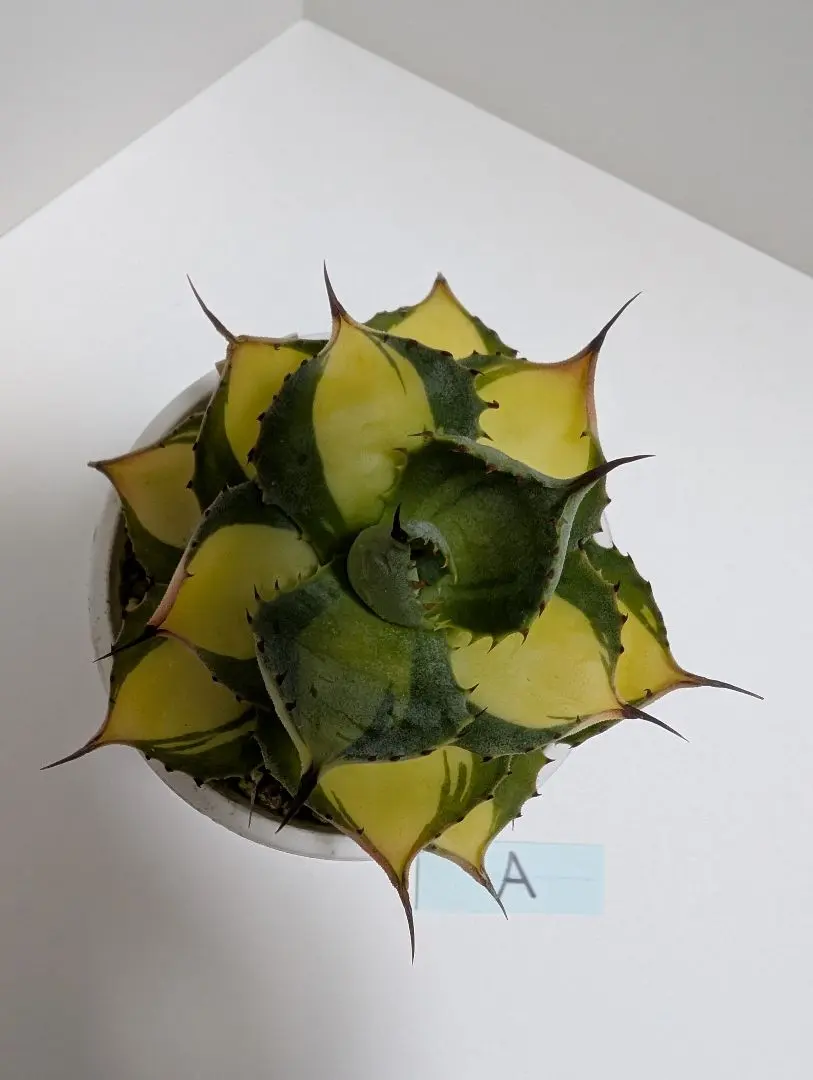 2026年最新】アガベ ラム ランナーの人気アイテム - メルカリ