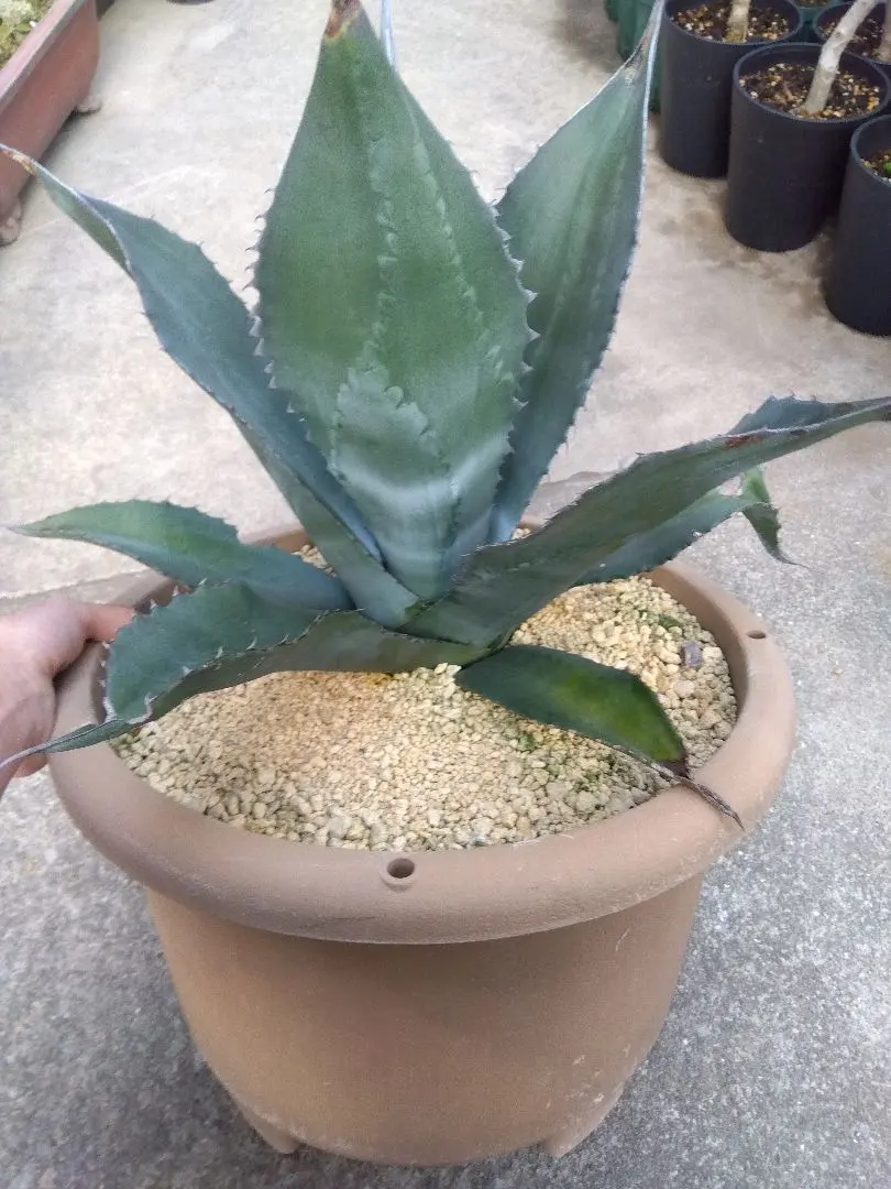 2026年最新】アガベ ミラビリスの人気アイテム - メルカリ