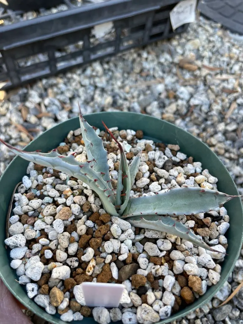 2026年最新】アガベ 滝の白糸の人気アイテム - メルカリ