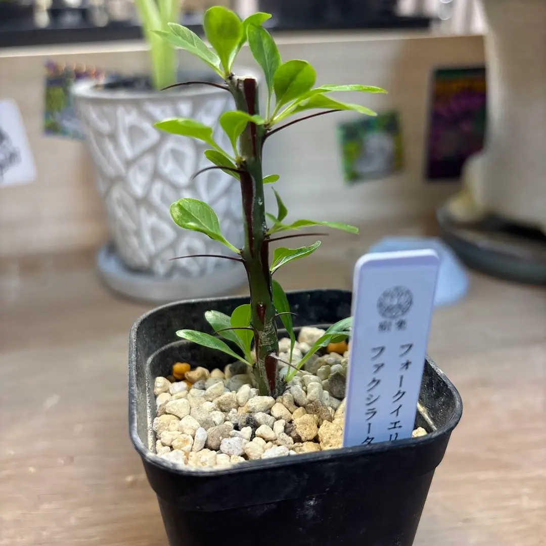 2026年最新】フォークイエリア ファシクラータ 実生の人気アイテム