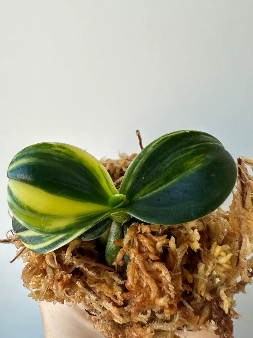 2026年最新】名護蘭 明丸の人気アイテム - メルカリ