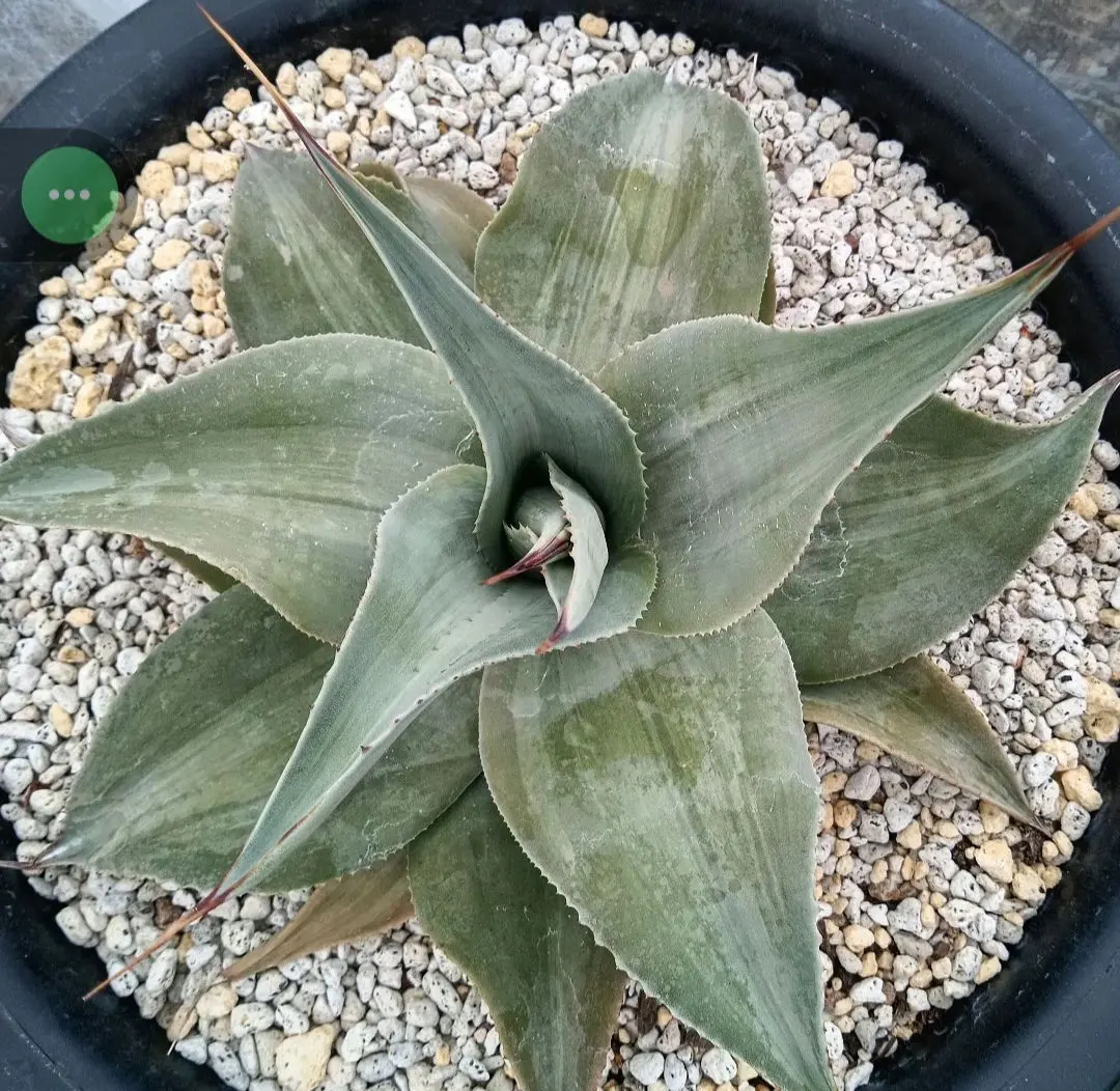 2026年最新】オバティフォリア 斑の人気アイテム - メルカリ