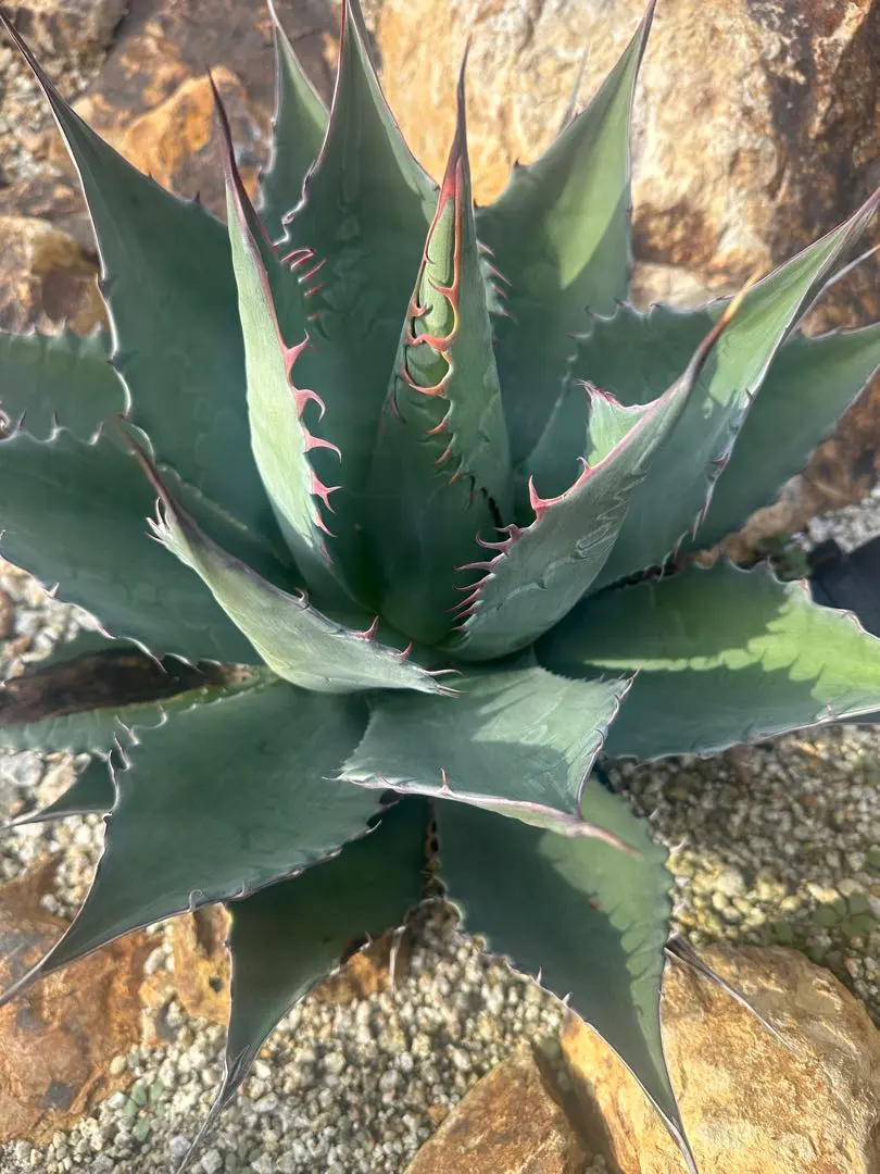 2026年最新】シャウィ アガベの人気アイテム - メルカリ