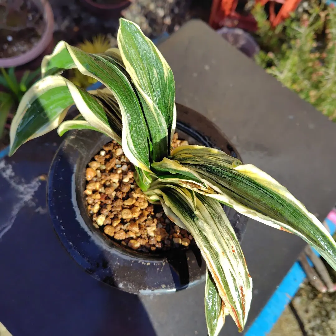 2026年最新】万年青 獅子の人気アイテム - メルカリ