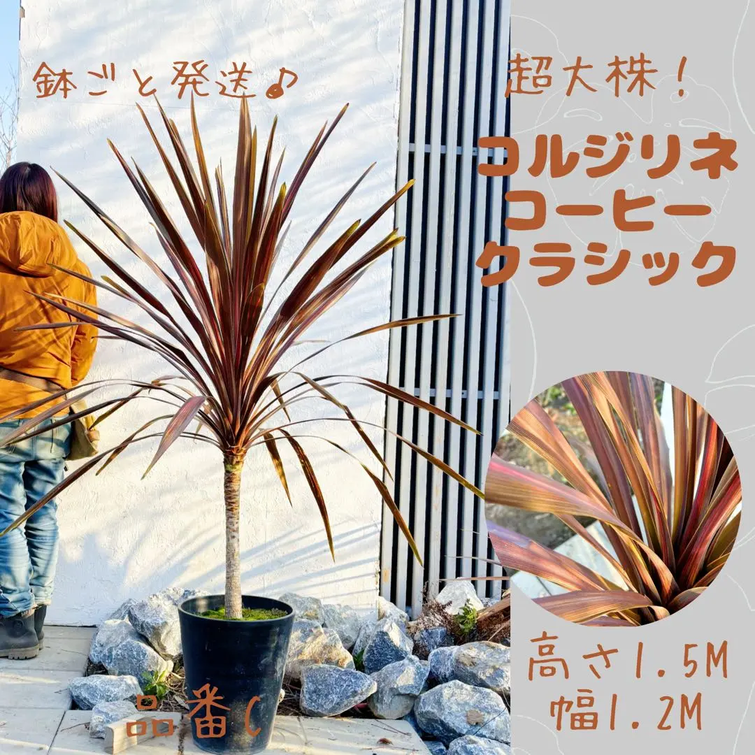 2026年最新】ニオイシュロランの人気アイテム - メルカリ