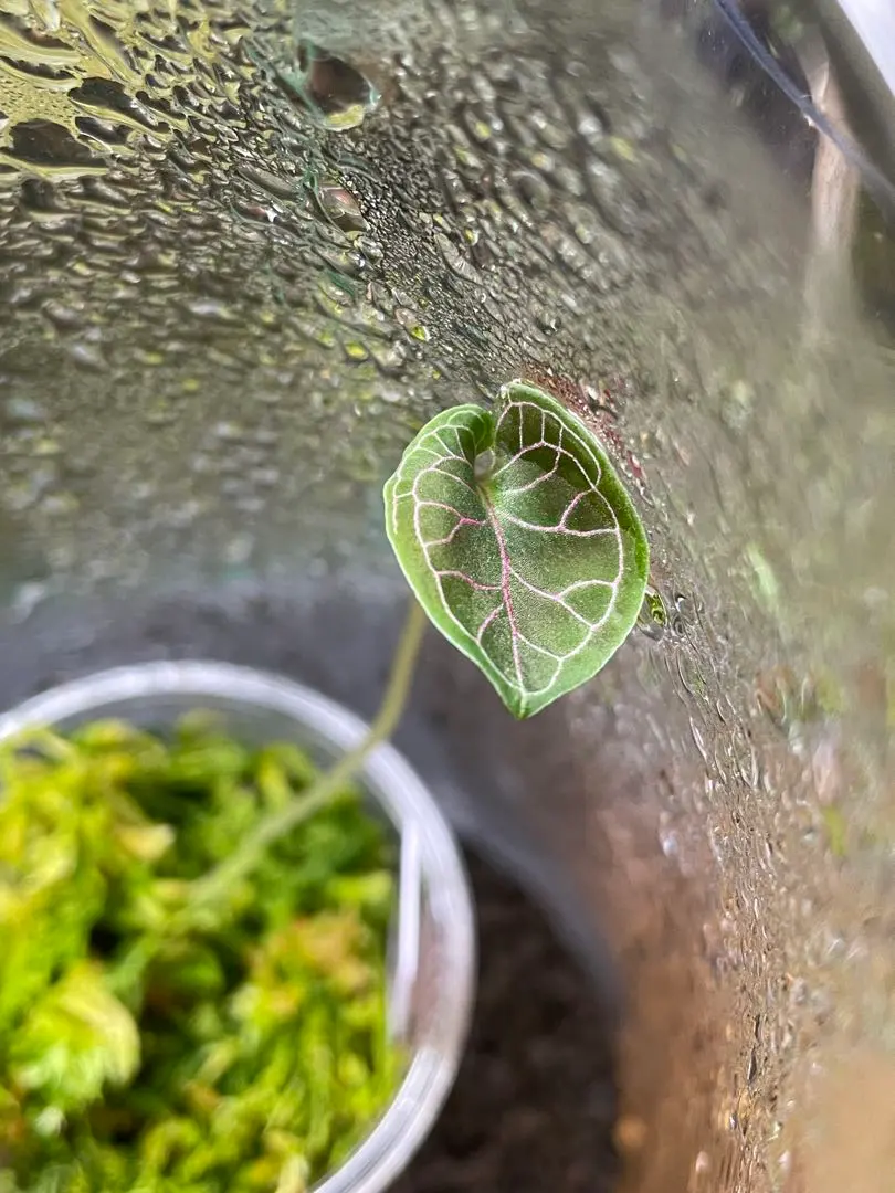 2026年最新】Corybasの人気アイテム - メルカリ