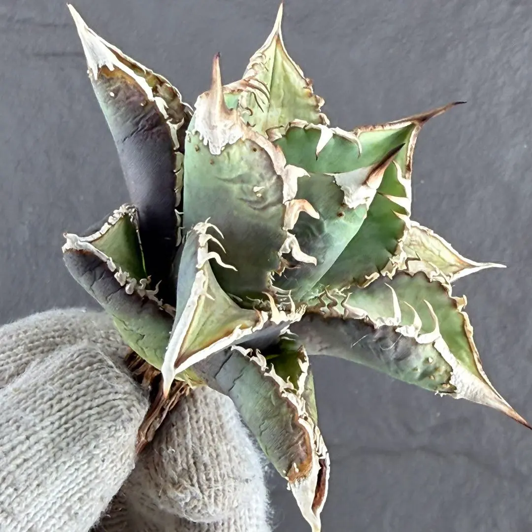 2026年最新】巨歯鯊の人気アイテム - メルカリ