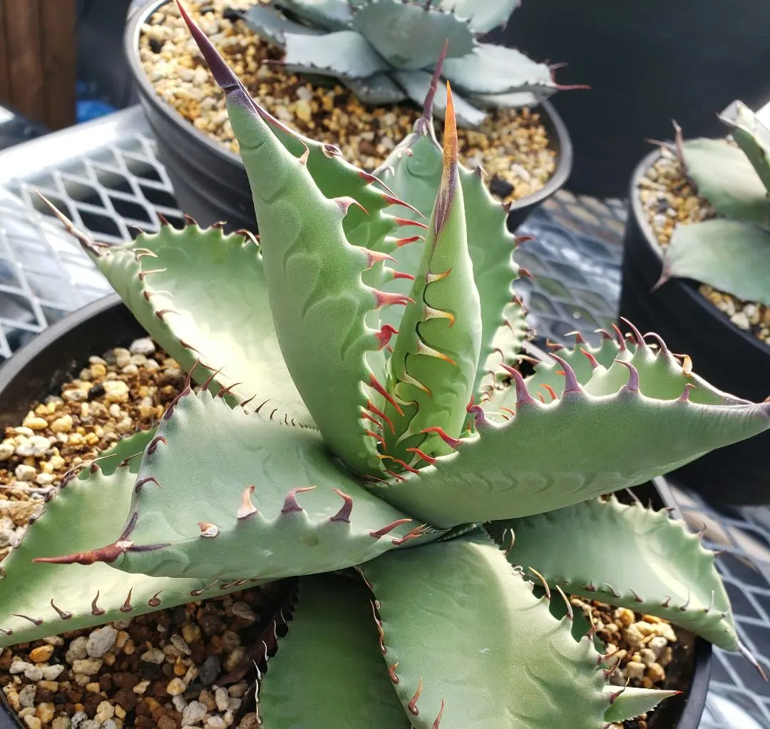 2026年最新】シャウィ ハイブリッドの人気アイテム - メルカリ