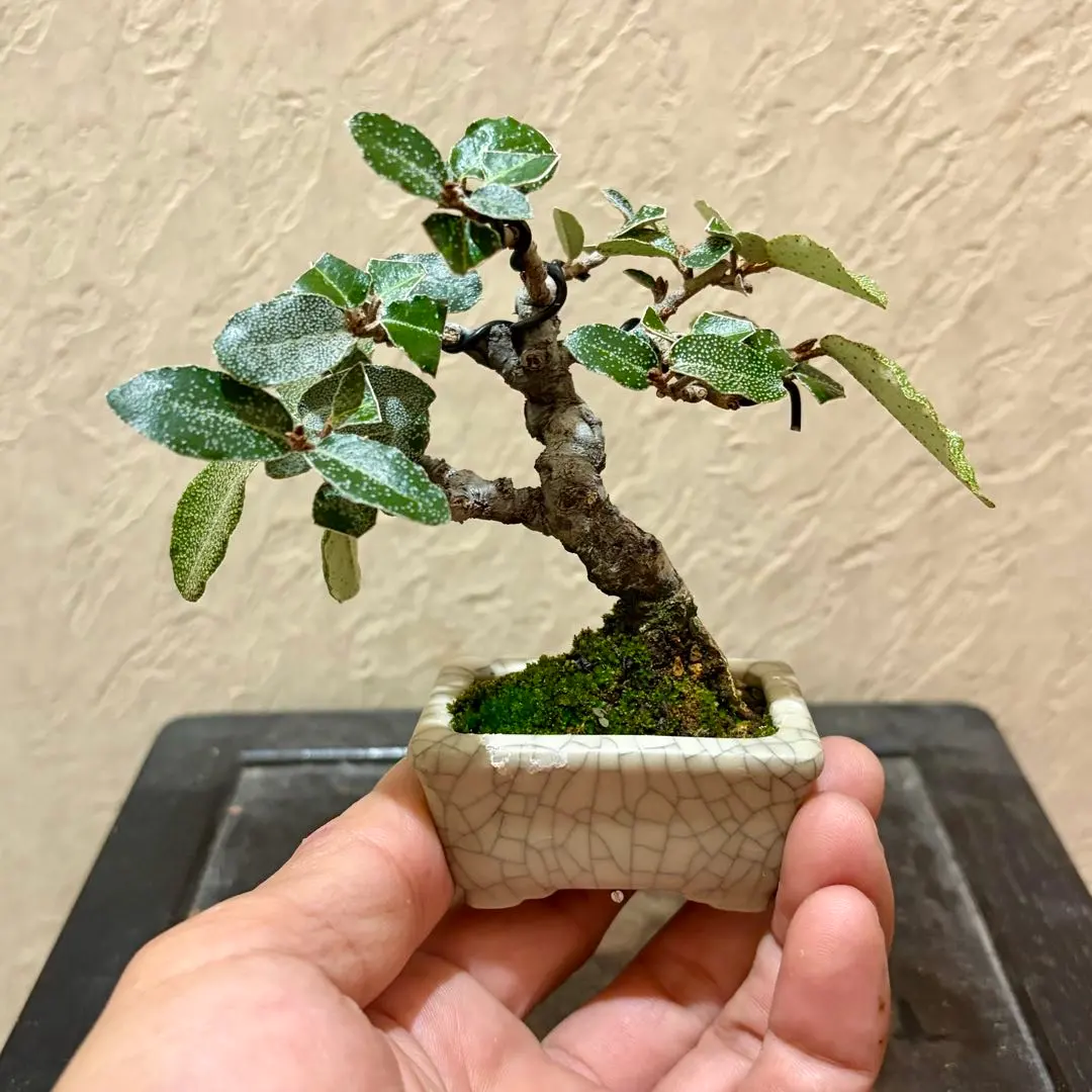 2026年最新】寒グミの人気アイテム - メルカリ