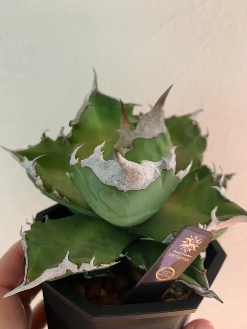 2026年最新】goodtanikuの人気アイテム - メルカリ