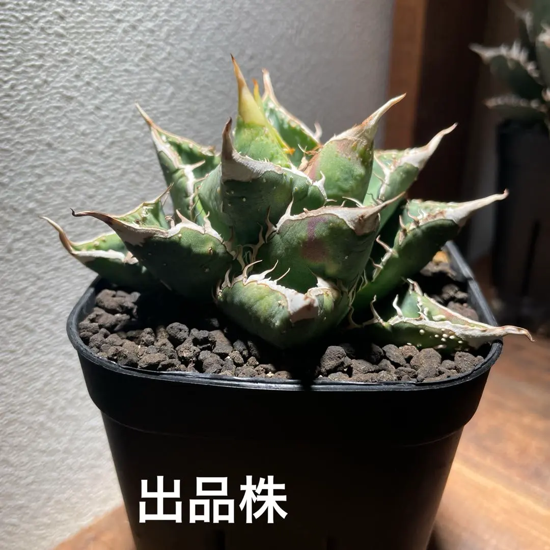 2026年最新】アガベトトロの人気アイテム - メルカリ