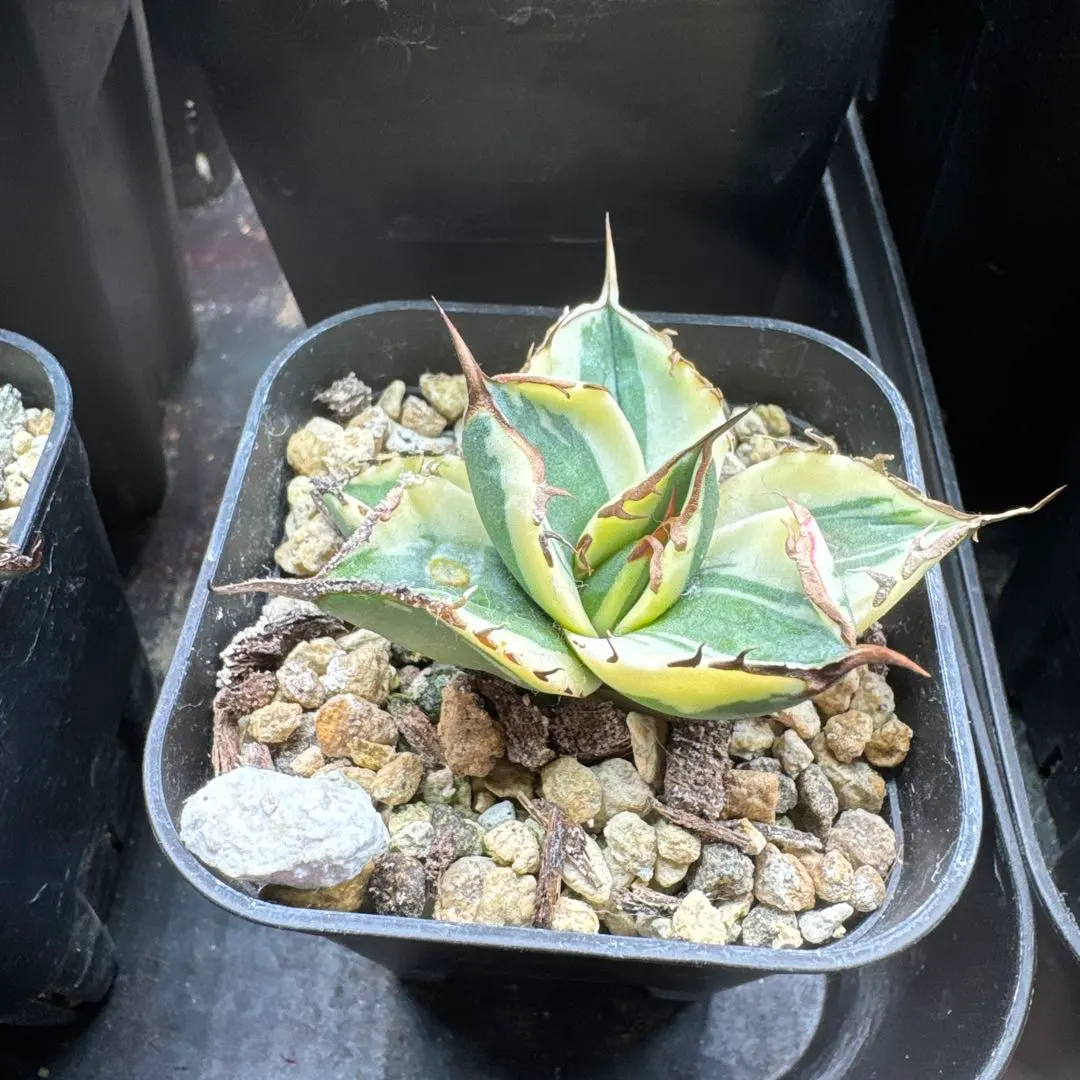 2026年最新】オテロイ 斑入りの人気アイテム - メルカリ