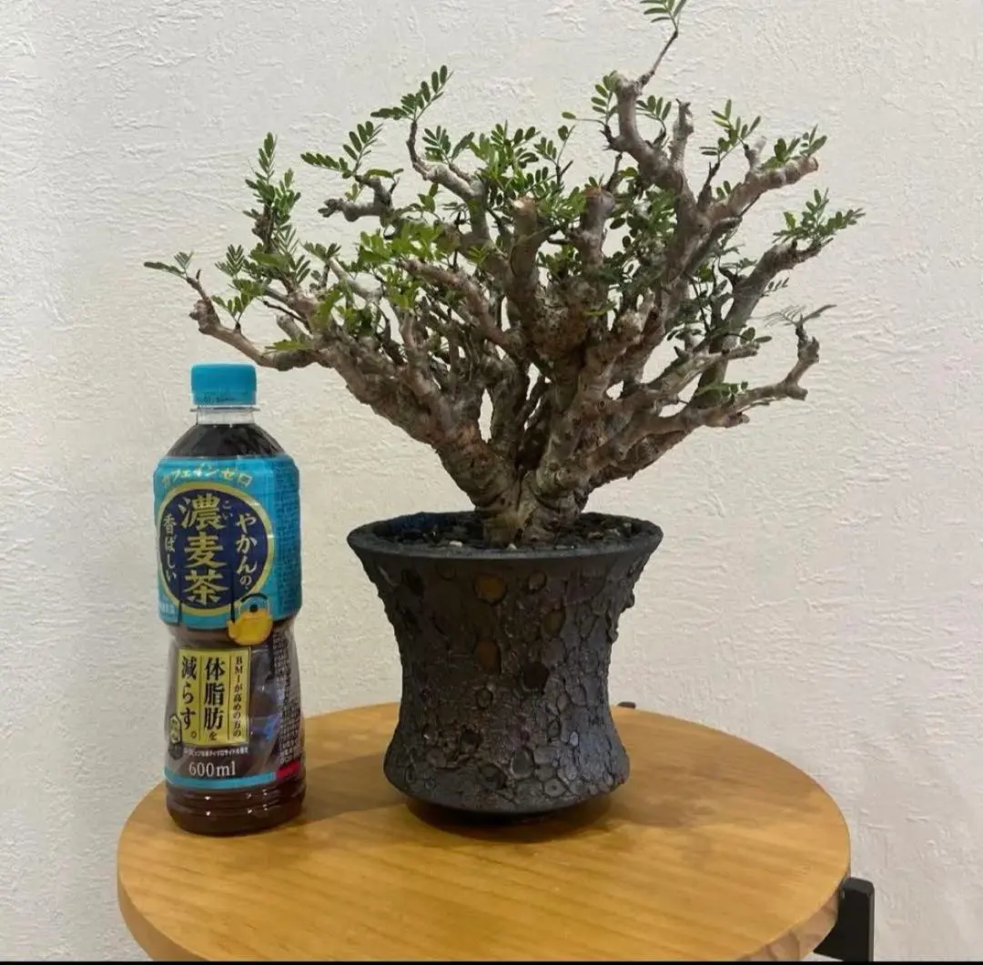 2026年最新】usagi ceramic laboratoryの人気アイテム - メルカリ