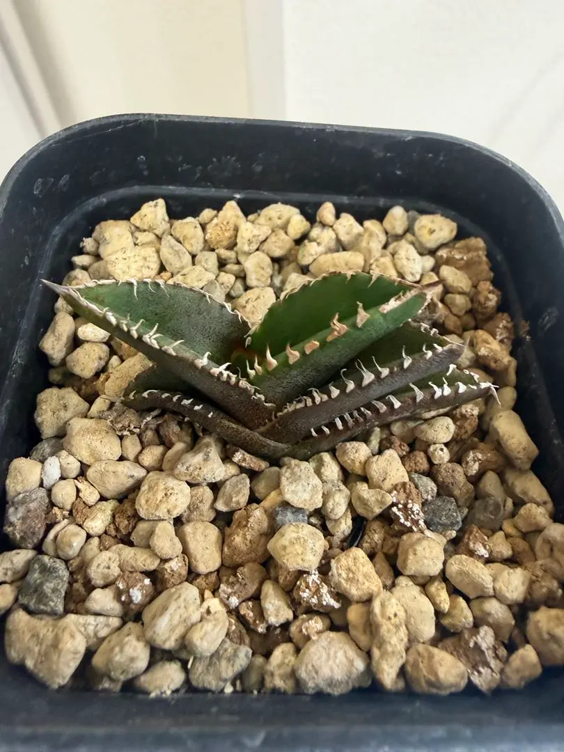 2026年最新】アガベトトロの人気アイテム - メルカリ