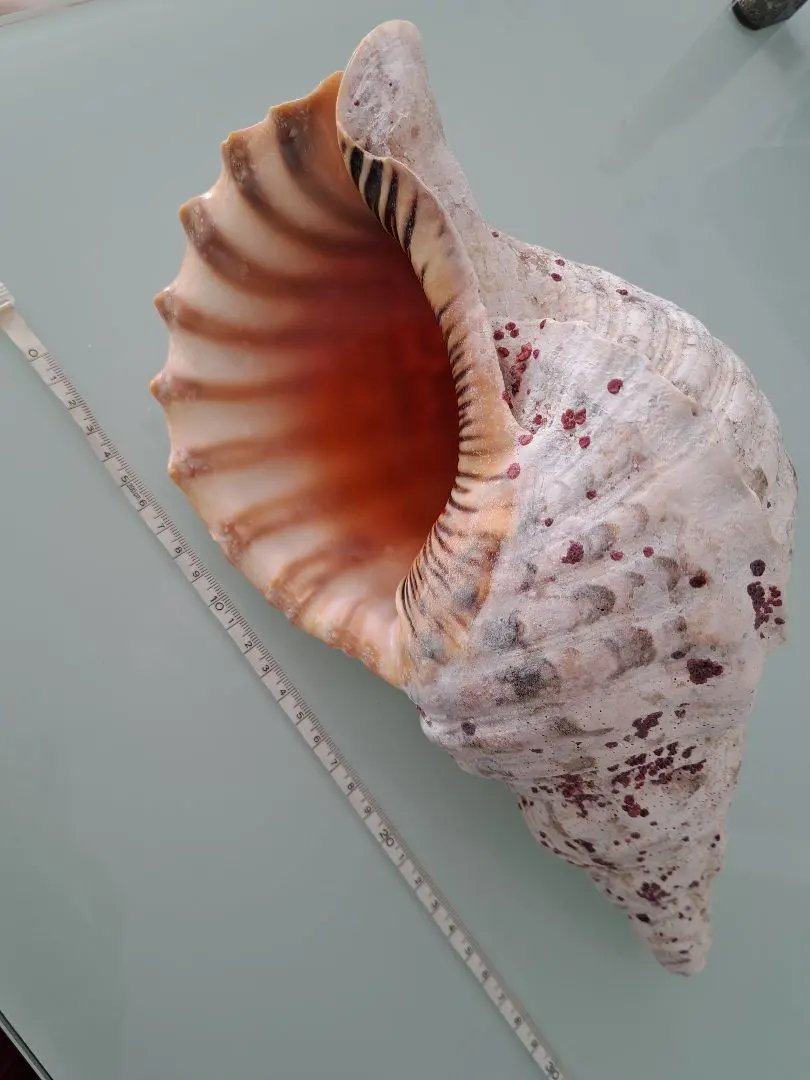 2026年最新】法螺貝標本の人気アイテム - メルカリ