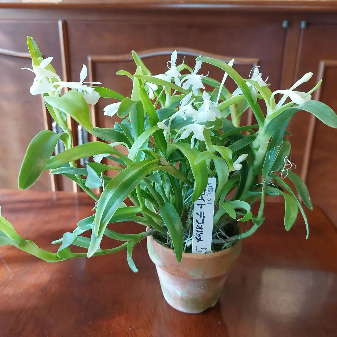 2026年最新】エピデンドラムの人気アイテム - メルカリ