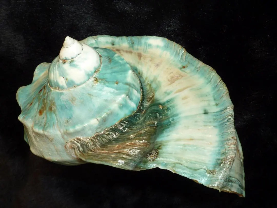 2026年最新】夜光貝蓋の人気アイテム - メルカリ