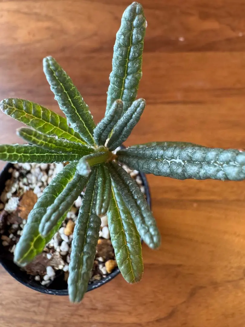 2026年最新】ドルステニアギガスの人気アイテム - メルカリ