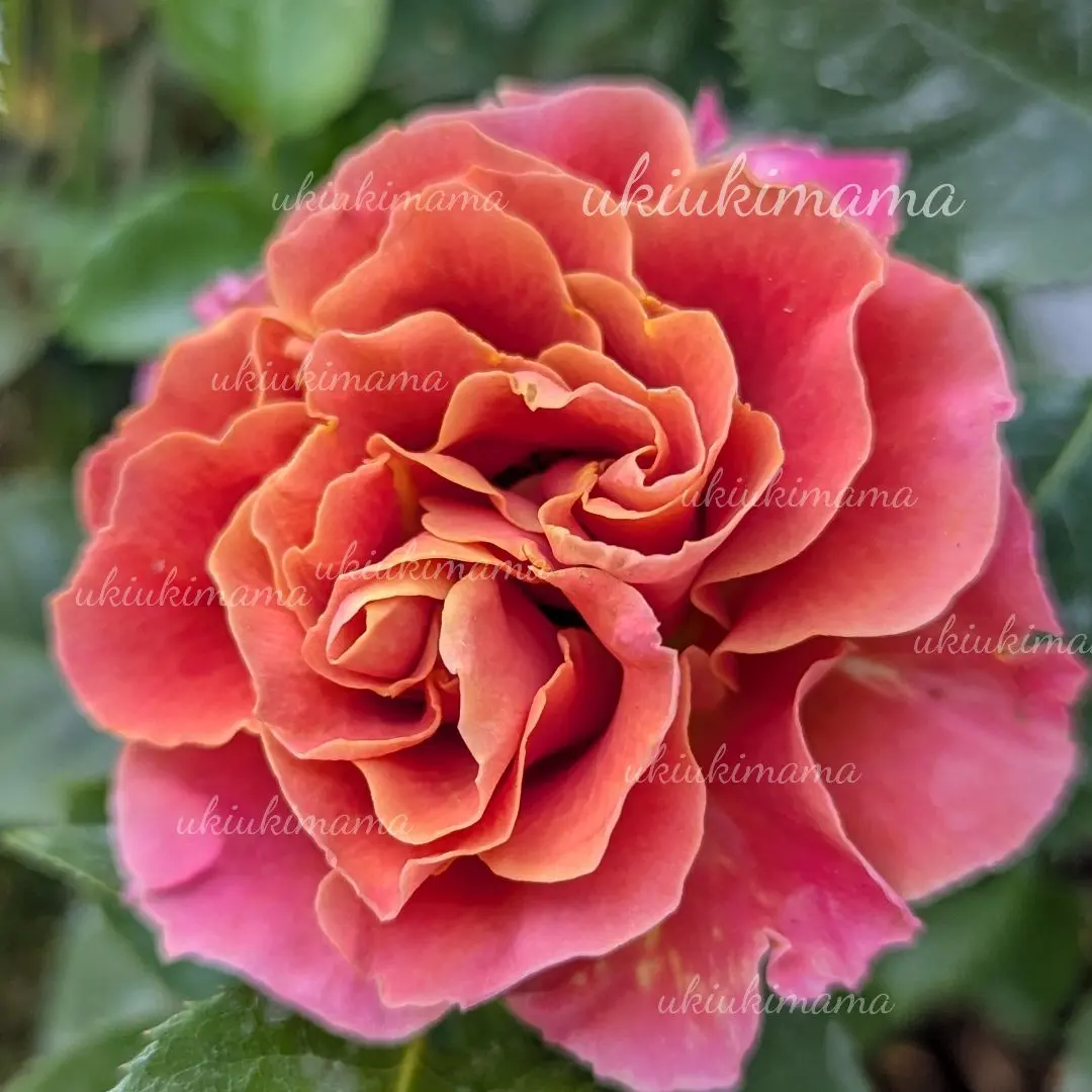 2026年最新】薔薇上海ガールの人気アイテム - メルカリ