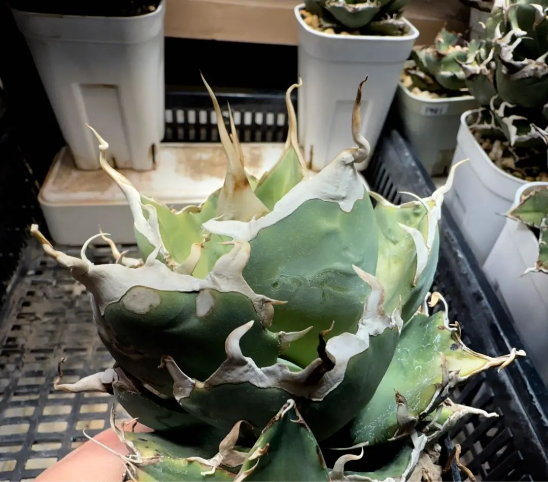 2026年最新】ロウルサンコ チタノタの人気アイテム - メルカリ