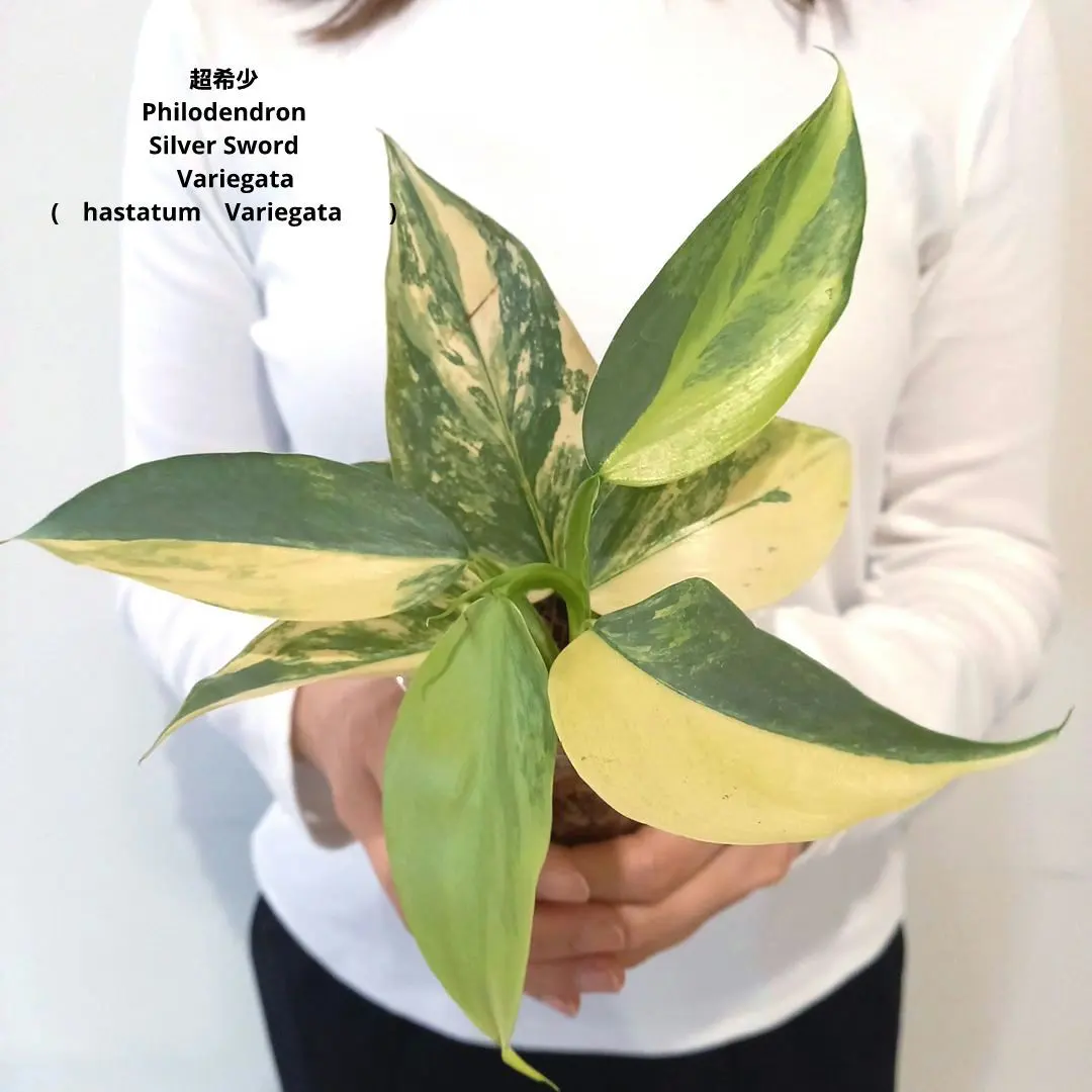 2026年最新】フィロデンドロン シルバーソードの人気アイテム - メルカリ