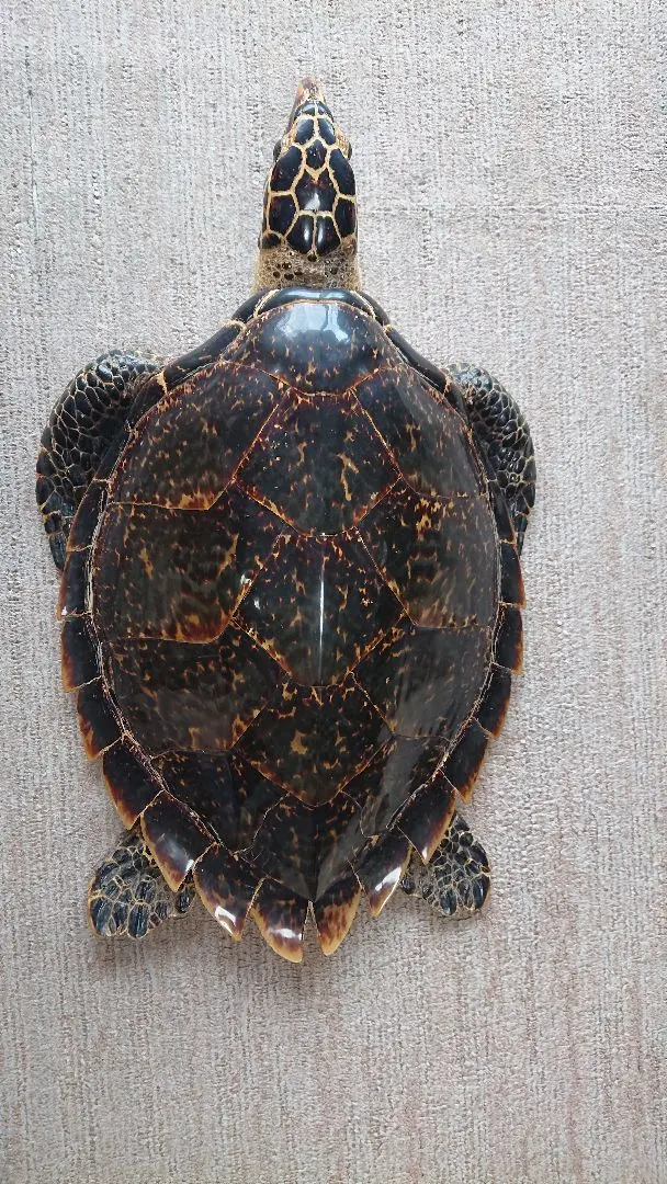 2026年最新】ウミガメの剥製の人気アイテム - メルカリ