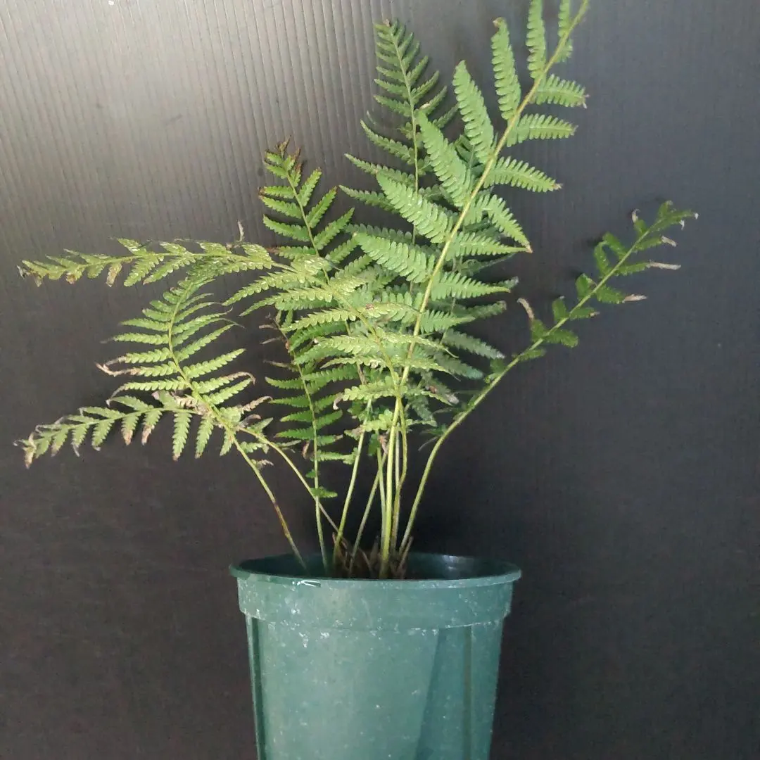 2026年最新】ディクソニア・アンタルクティカの人気アイテム - メルカリ