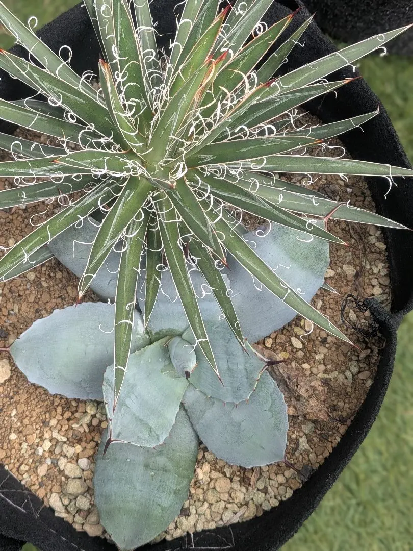 2026年最新】アガベ滝の白糸の人気アイテム - メルカリ