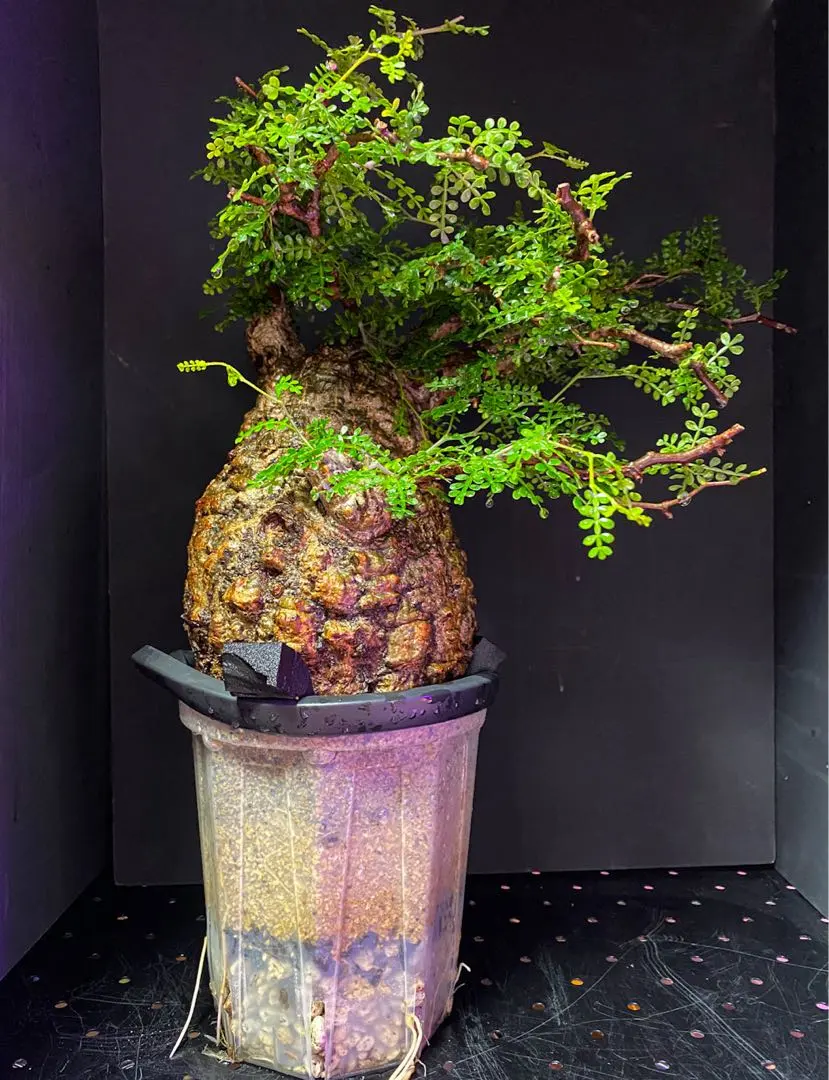 2026年最新】パキプス 発根済の人気アイテム - メルカリ