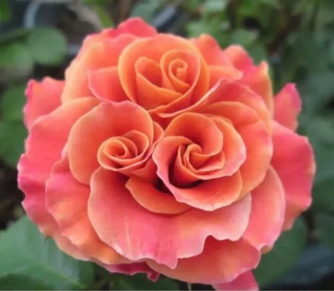 2026年最新】薔薇上海ガールの人気アイテム - メルカリ