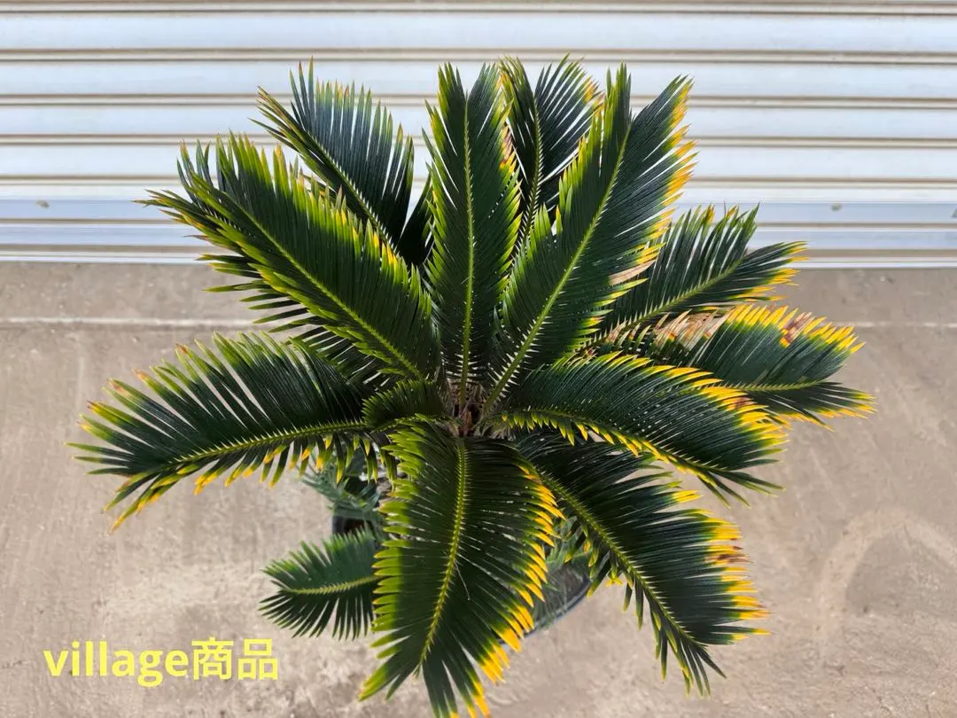 2026年最新】金環ソテツの人気アイテム - メルカリ