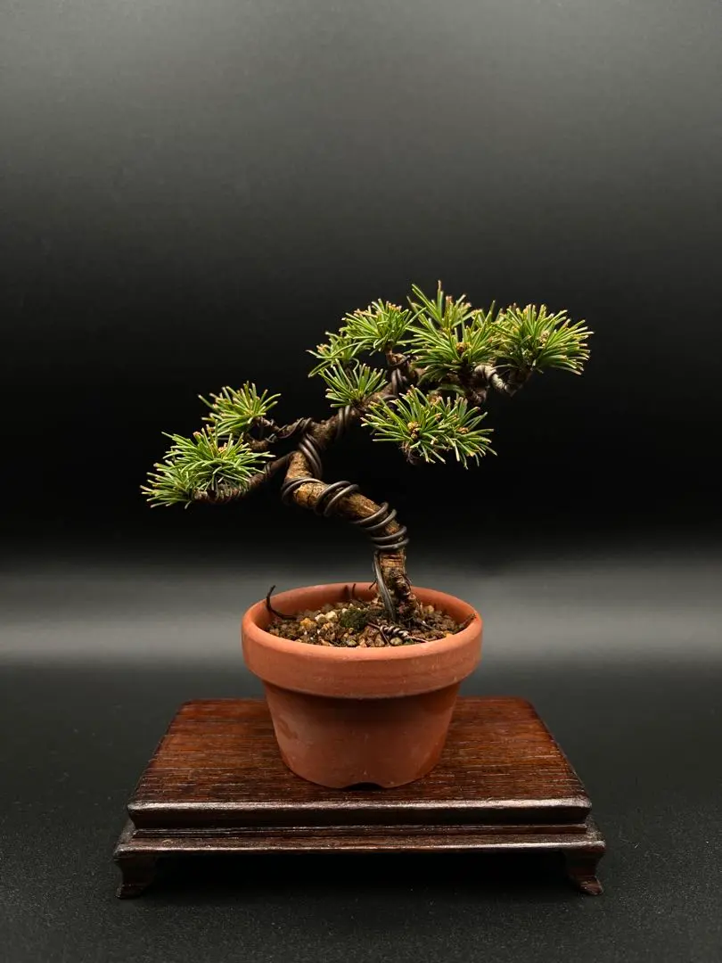 2026年最新】吾妻五葉松の人気アイテム - メルカリ